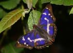 Purple Emperor | Butterfly species